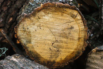 Pieces of wood for heating the house