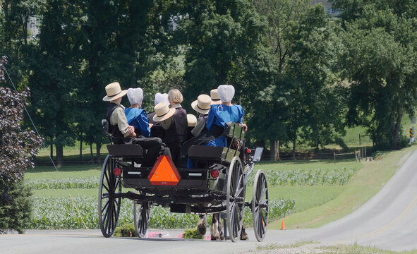 Open Horse and Buggy With An Entire Amish Family Traveling Down a Rural Road