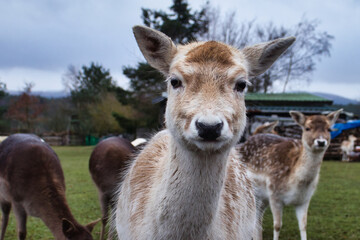 Face of tan and white fawn on a little farm in rural Germany on a cold winter day.