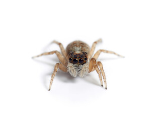 Half-edged Wall Jumping Spider. Menemerus semilimbatus