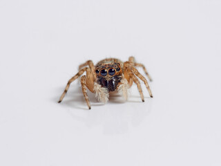 Half-edged Wall Jumping Spider. Menemerus semilimbatus