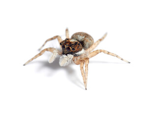 Half-edged Wall Jumping Spider. Menemerus semilimbatus