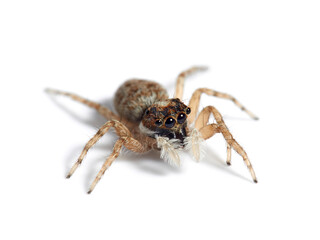 Half-edged Wall Jumping Spider. Menemerus semilimbatus