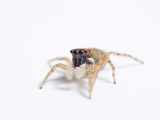 Half-edged Wall Jumping Spider. Menemerus semilimbatus