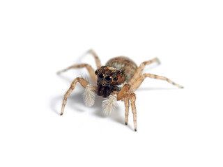 Half-edged Wall Jumping Spider. Menemerus semilimbatus
