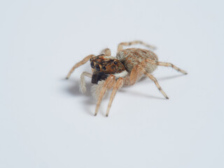 Half-edged Wall Jumping Spider. Menemerus semilimbatus