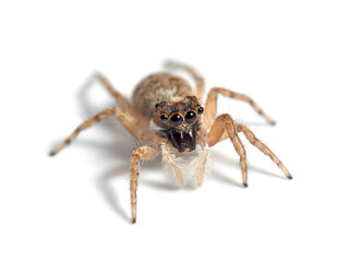 Half-edged Wall Jumping Spider. Menemerus semilimbatus