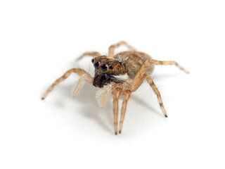 Fototapeta premium Half-edged Wall Jumping Spider. Menemerus semilimbatus