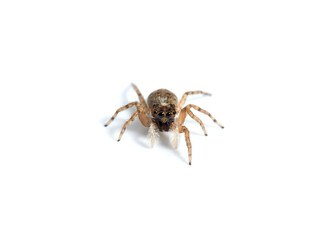 Half-edged Wall Jumping Spider. Menemerus semilimbatus