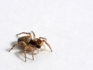 Half-edged Wall Jumping Spider. Menemerus semilimbatus