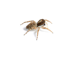 Half-edged Wall Jumping Spider. Menemerus semilimbatus