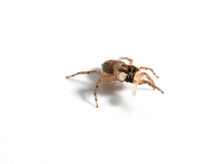 Half-edged Wall Jumping Spider. Menemerus semilimbatus