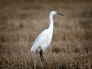 Little Egret (Egretta garzetta)