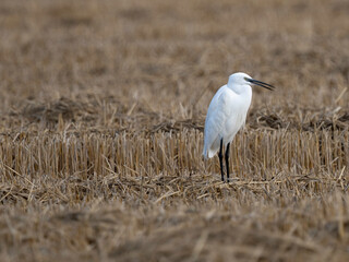 Little Egret (Egretta garzetta)