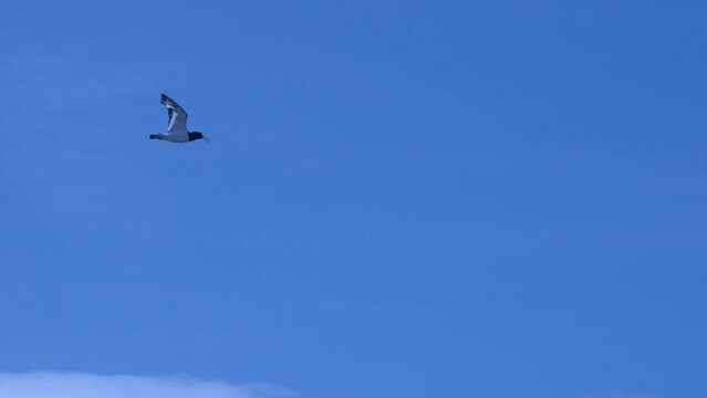 Vogelflug