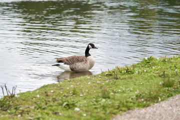 Canada goose in the lake on a warm summer day.