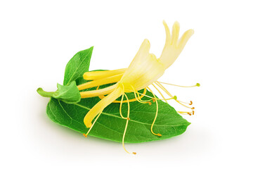 honeysuckle flower isolated on white background with full depth of field