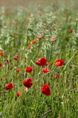 Fototapeta premium Vibrant poppies growing in the South Downs on a sunny day