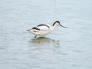 Pied avocet at Tagus estuary, Portugal