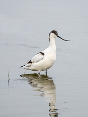 Pied avocet at Tagus estuary, Portugal