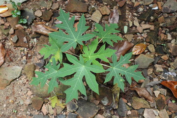 High angle view of a small papaya plant growing on rough ground