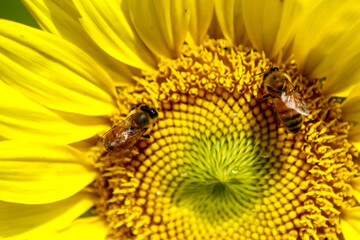 Bees pollinating sunflower close-up in a sunflower field around Mims Florida
