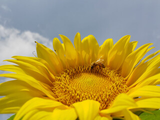 Bee pollinating sunflower close-up in a sunflower field around Mims Florida