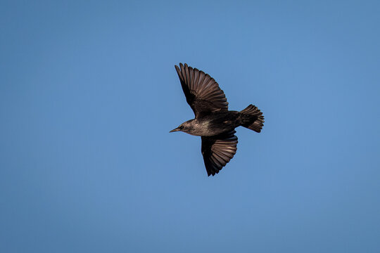 Spotless starling (Sturnus unicolor).