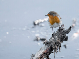 European Robin (Erithacus rubecula)