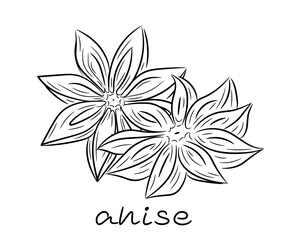 Anise star hand drawn. Anise in doodle and sketch style. A couple of elements. Isolated vector illustration isolated on white background.