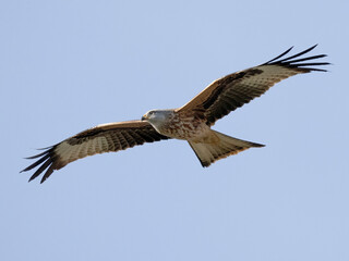 Red Kite (milvus milvus).