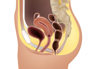 Female reproductive system or urogenital system anatomy. Genitourinary system.