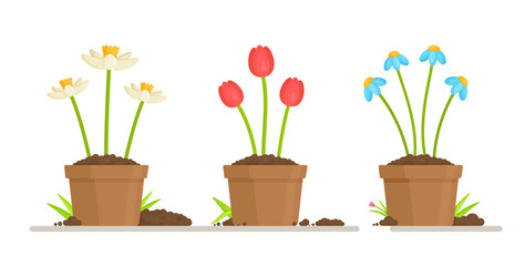 Growing flowers in flowerpots. Vector illustration of the gardener's work. Personal vegetable and flower garden.  