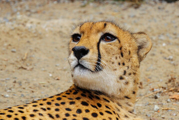 A cheetah in a zoo cage