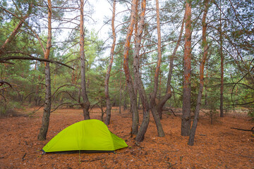 green touristic tent among red dry forest, autumn travel landscape