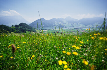 Green flowers meadow in Alps mountains.