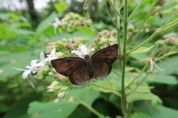 the tagiades butterfly on a flower