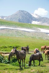 Fototapeta na wymiar Horses grazing in a wild field. Mountainous terrain. Animals in the wild.