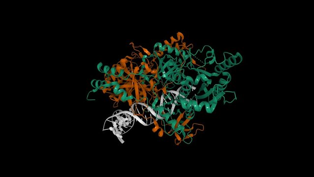 Structure of the Ku heterodimer bound to DNA. Animated 3D cartoon and Gaussian surface models, entity id color scheme, PDB 1jey, black background
