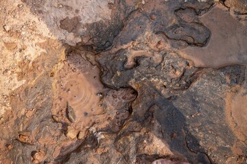 Fossilized stone with prehistoric dinosaur foot prints in Lesotho Africa mud surface