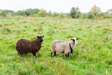 sheep graze on a green field
