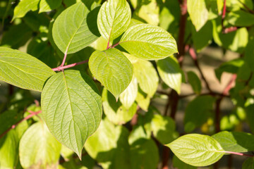 Fototapeta na wymiar Branch of Cornus Alba. Green natural summer background.