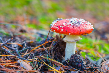 closeup red flyagaric mushroom in forest, natural autumn background