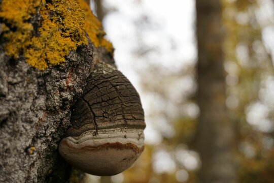 Closeup of growing Phellinus igniarius mushroom on tree bark