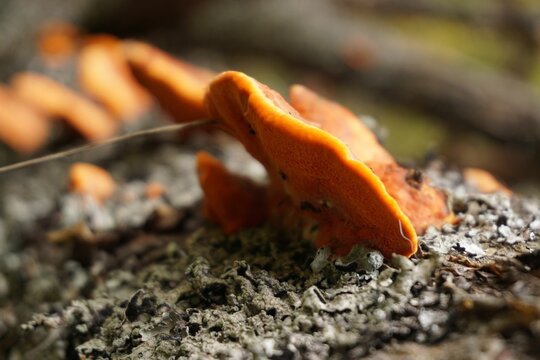 Closeup of growing Aleuria aurantia mushroom on tree bark