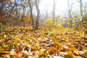 red autumn forest glade in light of sparkle sun