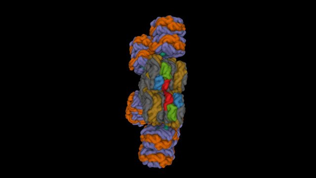 Cryo-EM structure of cyanobacterial phycobilisome from Synechococcus sp. PCC 7002. Animated 3D Gaussian surface model, entity id color scheme, PDB 7ext, black background