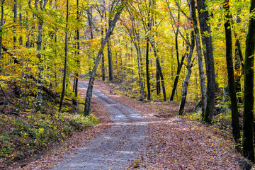 Fall Forest