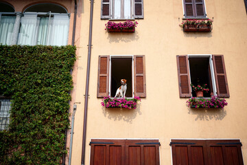 Fototapeta na wymiar Travel by Italy. Facade of old house with flowers. Dog is sitting near the window.