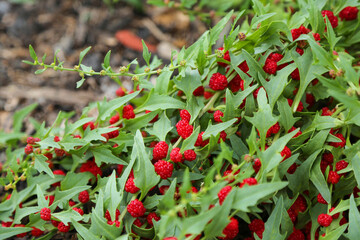 Obraz premium A Strawberry Sticks bush with ripe berries is depicted close-up.